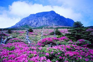 Đà Nẵng - Jeju 5N5Đ, Khám phá mùa hoa đỗ quyên, Bay thẳng Vietjet Air + KS 3*
