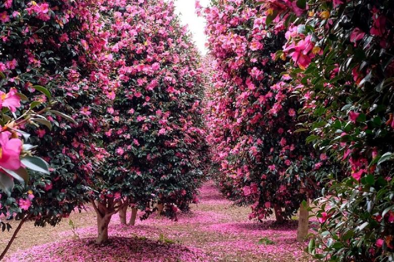 Camellia Hill