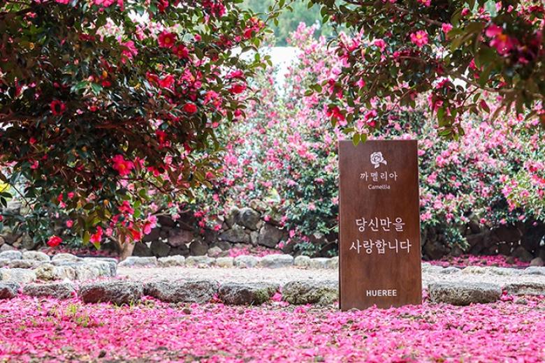 Camellia Hill