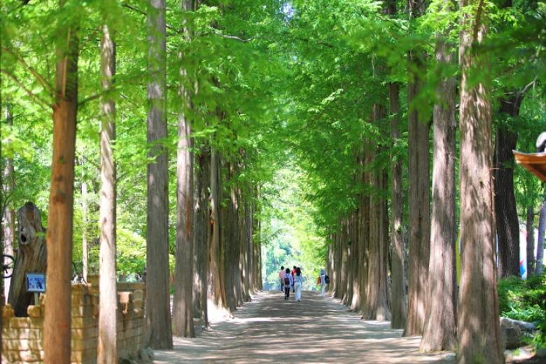 Đảo Nami (Nami Island)