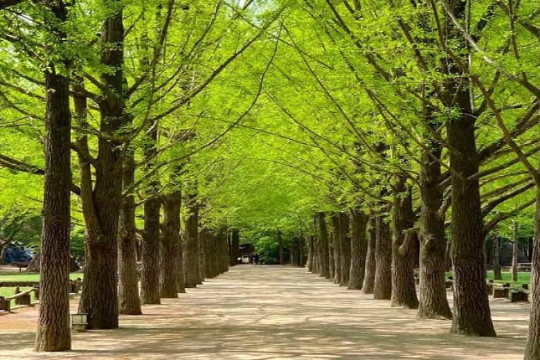 Đảo Nami (Nami Island)