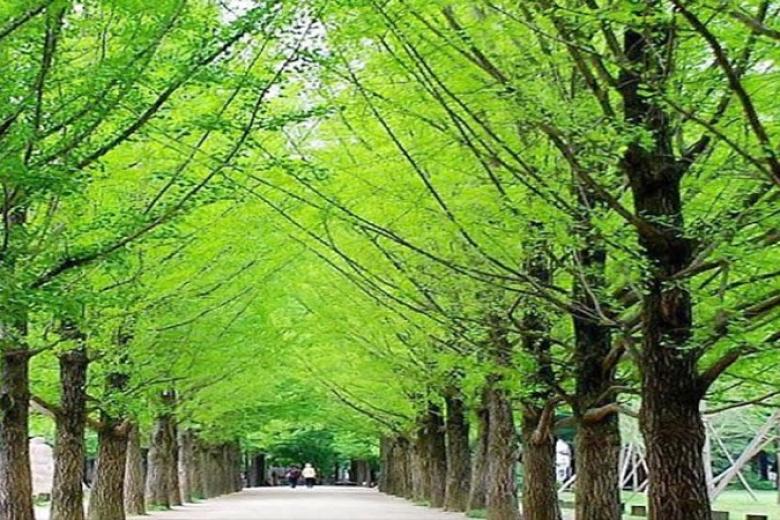 Đảo Nami (Nami Island)