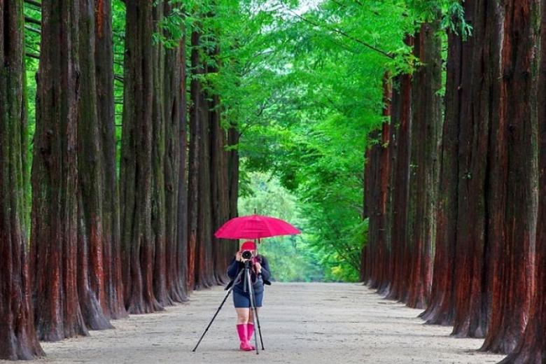 Đảo Nami (Nami Island)