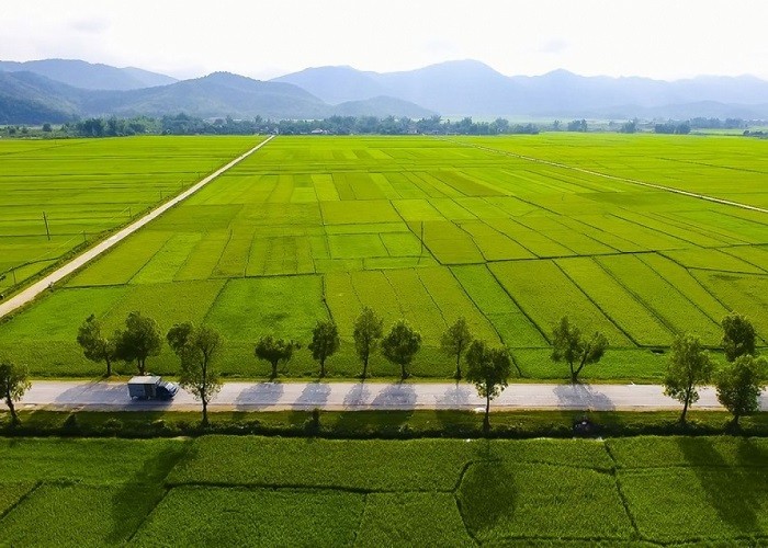 Cánh đồng Mường Thanh