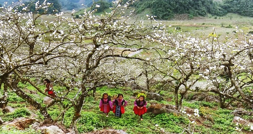 Thung lũng mận Cà Na