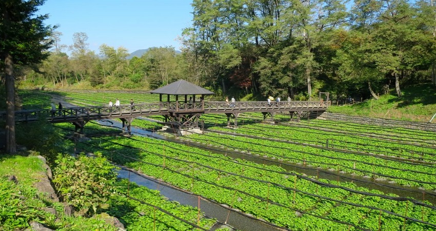 Daio Wasabi Farm Daio Wasabi Farm