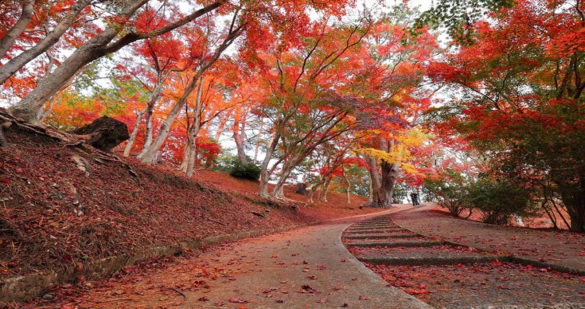 Đường hầm lá đỏ tại Hakone