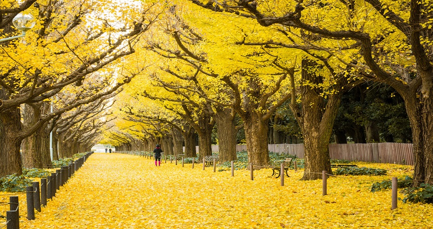 Ginkgo Avenue