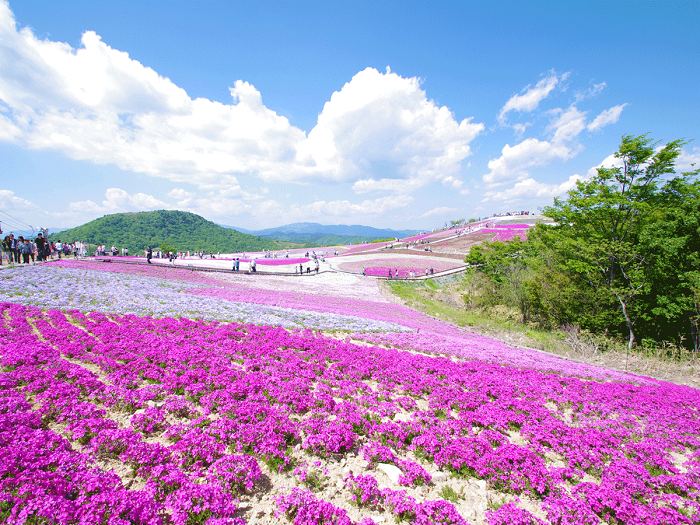 Trải nghiệm lễ hội hoa chi anh Fuji Shibazakura