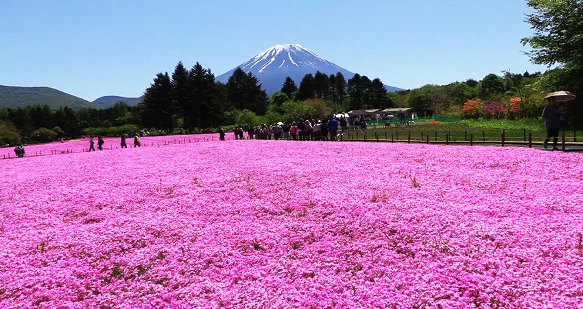 Lễ hội hoa chi anh Fuji Shibazakura