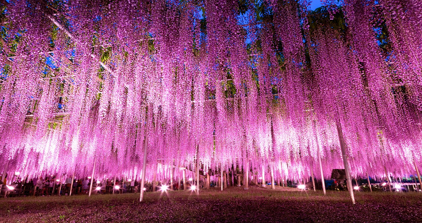 Ngắm hoa tử đằng tại công viên Ashikaga Ngắm hoa tử đằng tại công viên Ashikaga