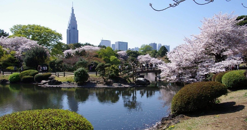 Ngắm hoa anh đào tại Công viên Shinjuku Gyoen