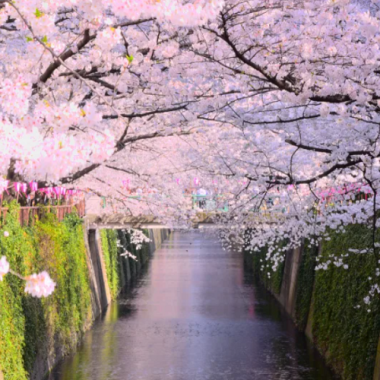 HCM - Tokyo - Hakone - Yamanashi - Fuji 5N4Đ, Bay All Nippon Airways + KS 3*, Rực rỡ sắc hoa anh đào