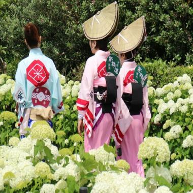 HCM - Tokyo - Fuji - Nagoya - Kyoto - Osaka 6N5Đ, Bay Vietjet Air + KS 3, 4, khám phá mùa hoa cẩm tú cầu