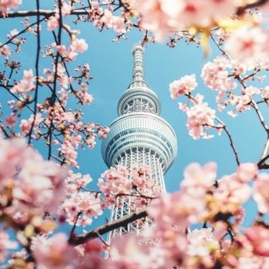 HCM - Tokyo - Fuji - Nagoya - Kyoto - Kansai 6N5Đ, Bay Vietjet Air + KS 3,4*, Chiêm ngưỡng cung đường vàng mùa hoa anh đào