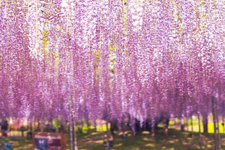 Công viên Hamamatsu