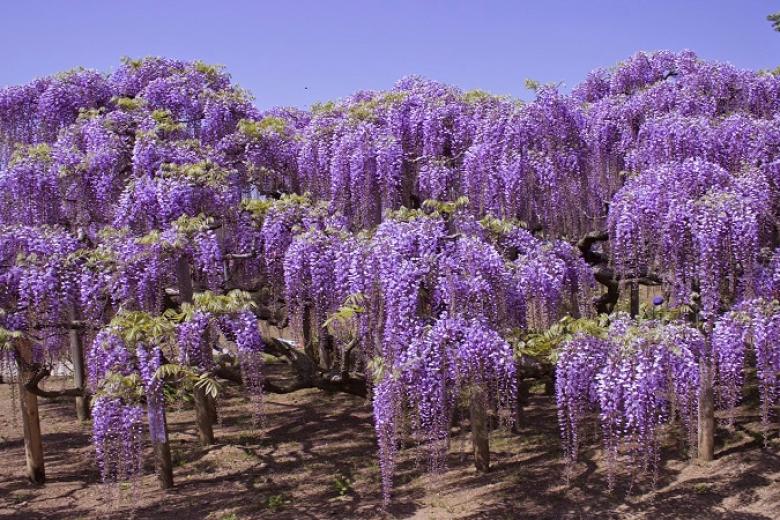Công viên Hamamatsu