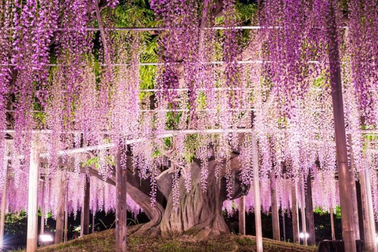 Công viên Hamamatsu