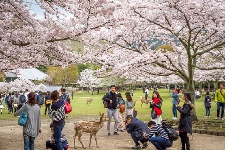 Tham quan công viên Nara