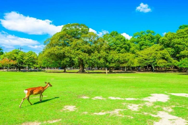 Công viên Nara