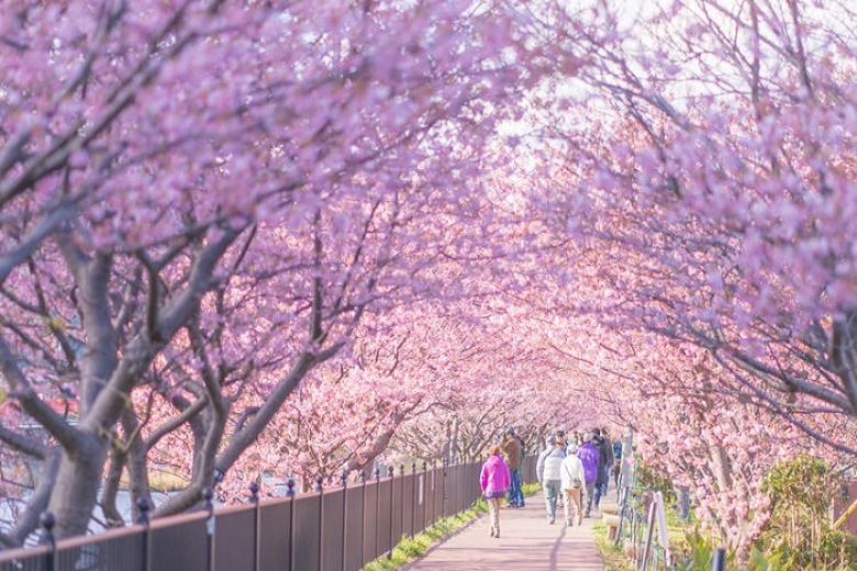 Kawazu-Zakura