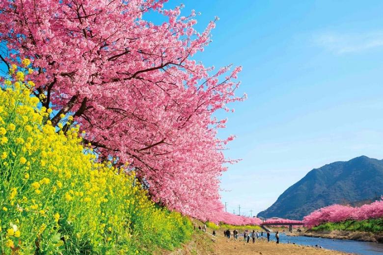 Kawazu-Zakura