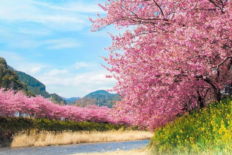 Kawazu-Zakura