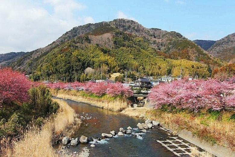 Kawazu-Zakura