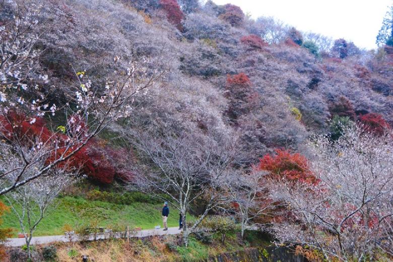 Làng Obara Shikizakura