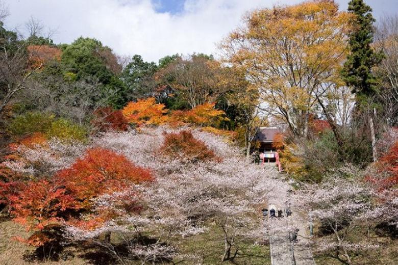 Làng Obara Shikizakura