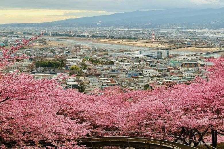 Lễ hội Hoa Anh Đào Kawazu