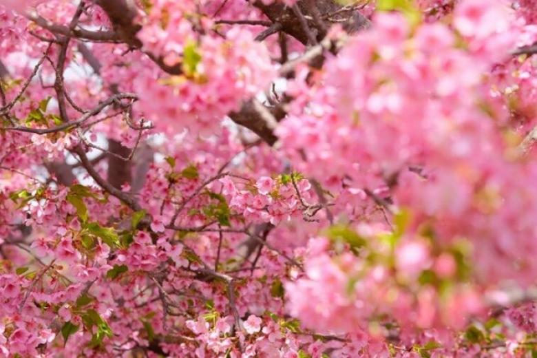 Lễ hội Hoa Anh Đào Kawazu