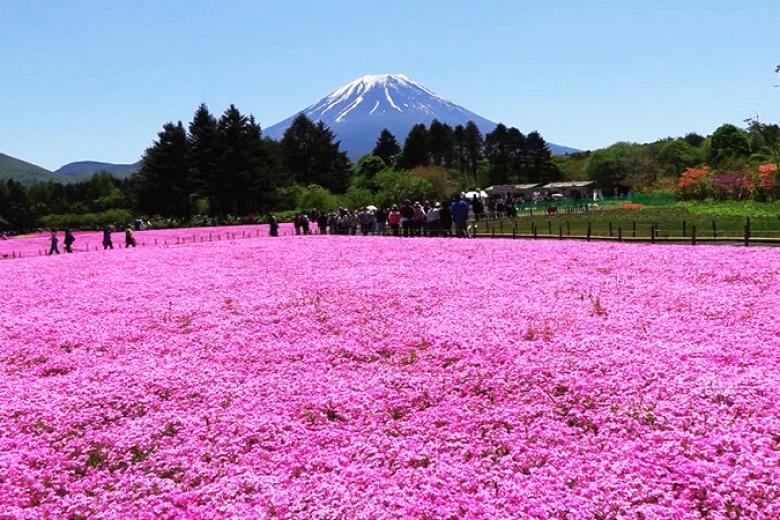 Lễ hội hoa chi anh Fuji Shibazakura