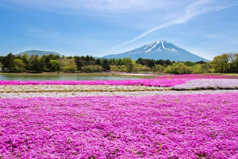 Lễ hội hoa chi anh Fuji Shibazakura
