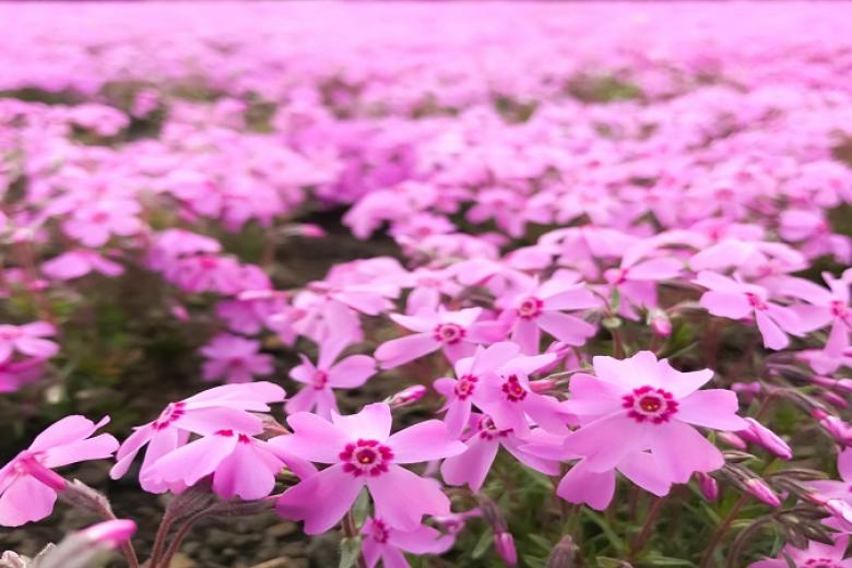 Lễ hội hoa chi anh Fuji Shibazakura