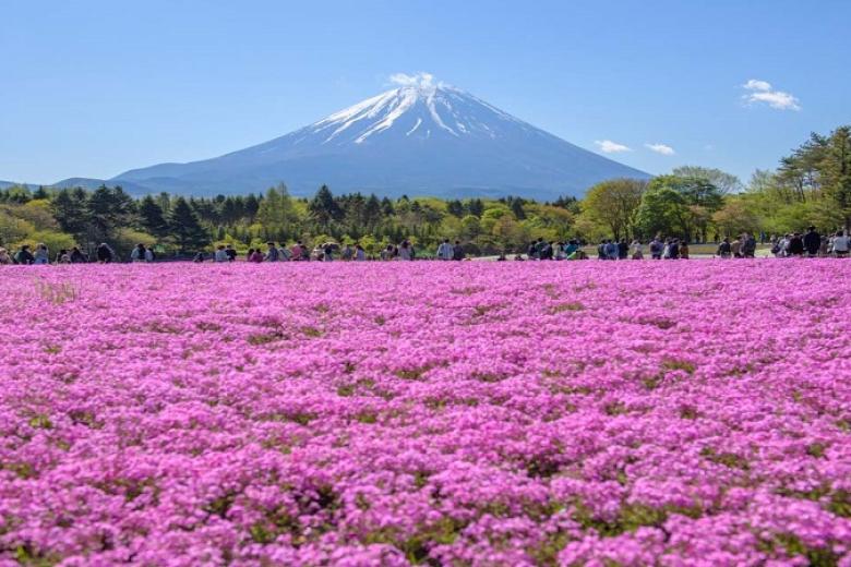 Lễ hội hoa chi anh Fuji Shibazakura