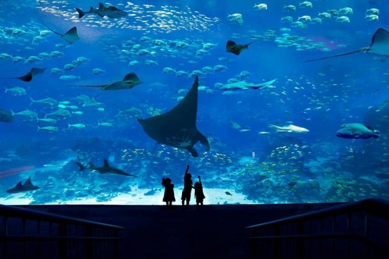 Thuỷ Cung Lớn Nhất Thế Giới -  S.E.A Aquarium