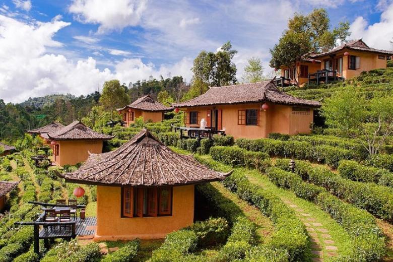 Đồi chè Choui Fong