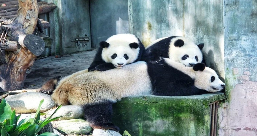Công viên Gấu trúc Trùng Khánh