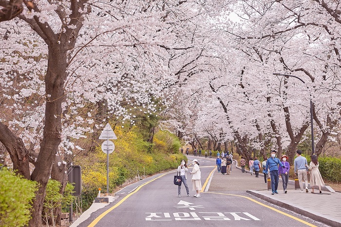 mùa xuân tour du lịch Hàn quốc