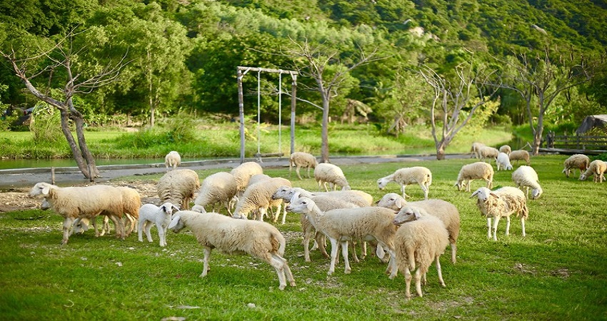 Đồng cừu suối tiên