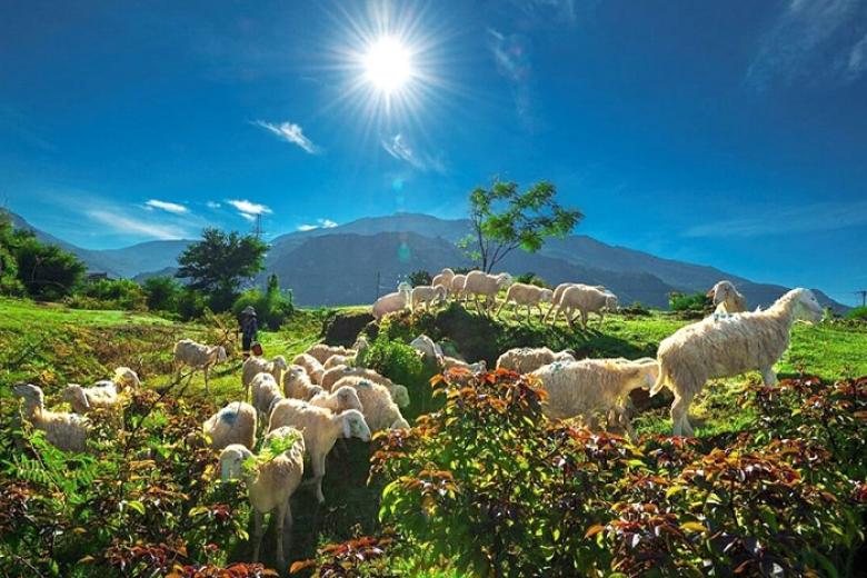 Đồng Cừu An Hòa