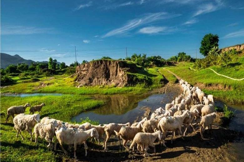 Đồng Cừu An Hòa