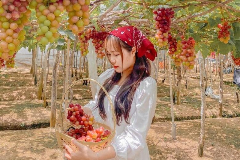 Vườn Nho Ninh Thuận