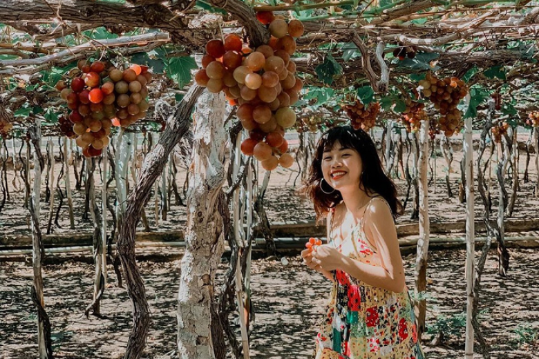 Vườn Nho Ninh Thuận