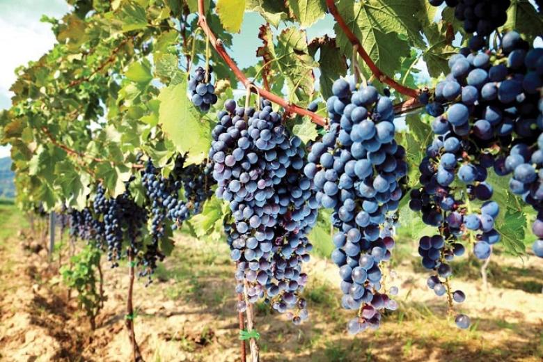 Vườn Nho Ninh Thuận