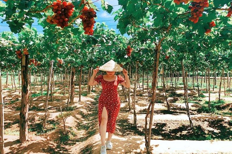 Vườn Nho Ninh Thuận