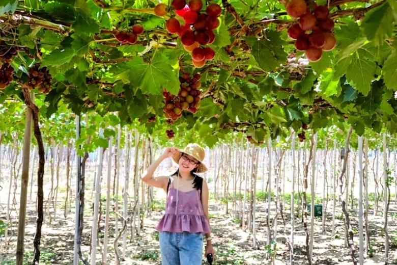 Vườn Nho Ninh Thuận