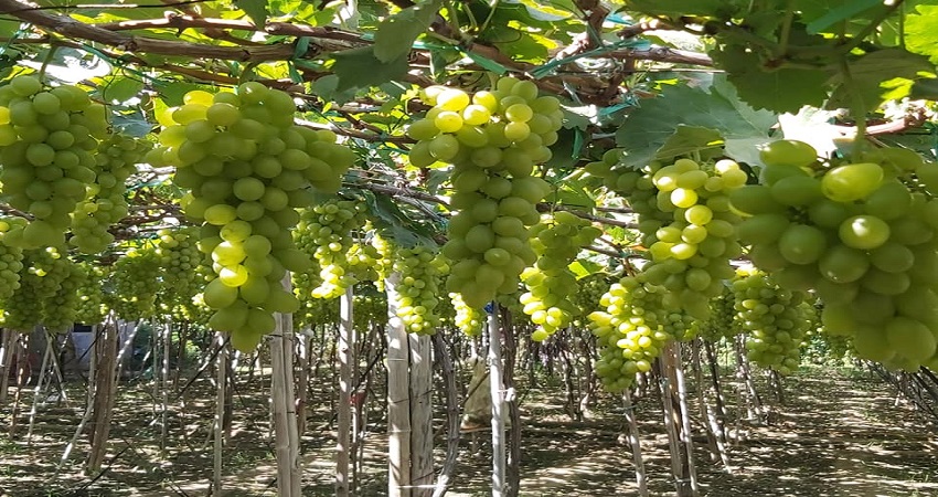 Vườn Nho Ninh Thuận