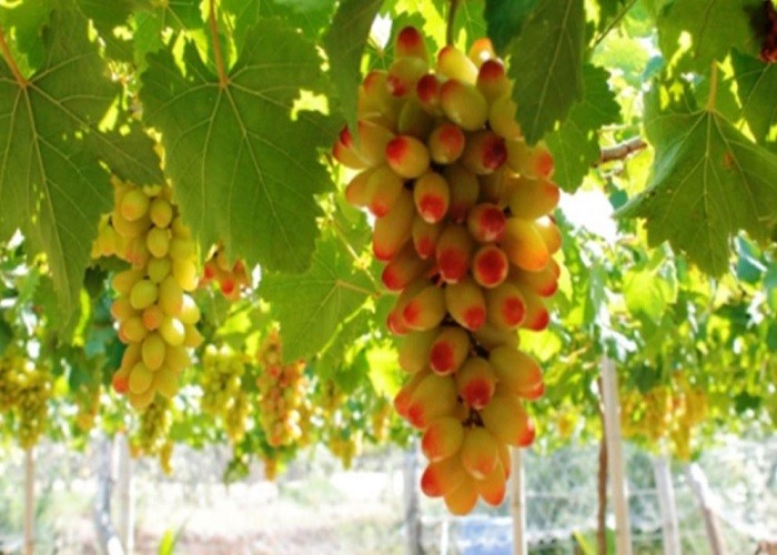 Vườn Nho Ninh Thuận